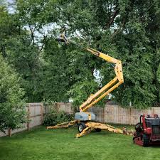 Best Tree Removal  in Okolona, MS