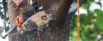 Best Tree Cabling and Bracing  in Okolona, MS