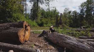 Best Hazardous Tree Removal  in Okolona, MS