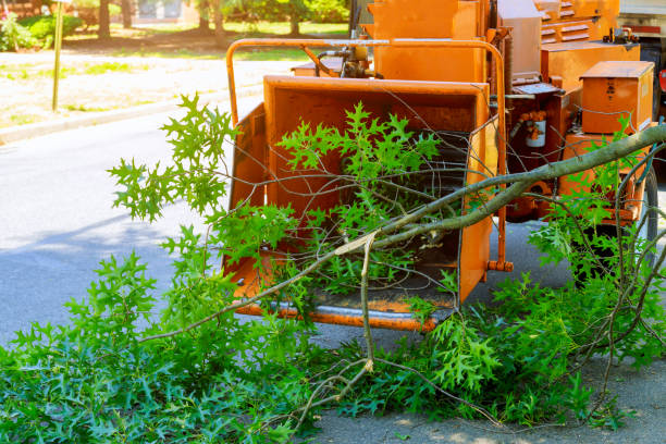 Best Tree and Shrub Care  in Okolona, MS