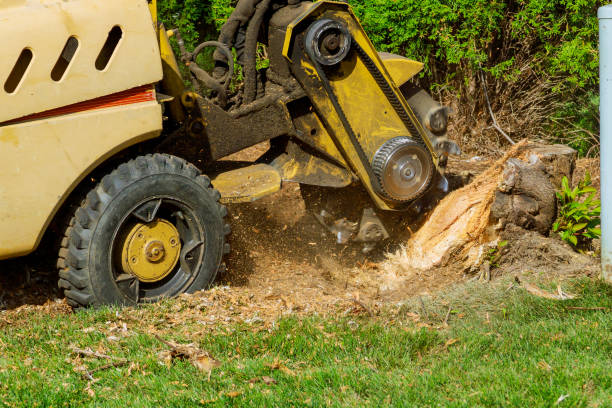 How Our Tree Care Process Works  in  Okolona, MS