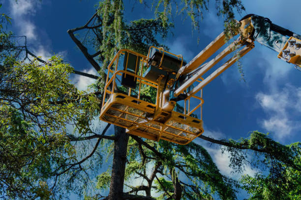 Best Fruit Tree Pruning  in Okolona, MS