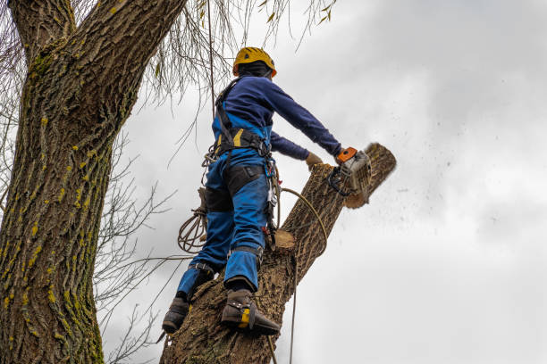 Best Tree Health Inspection  in Okolona, MS