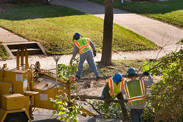 Best Tree Maintenance Programs  in Okolona, MS