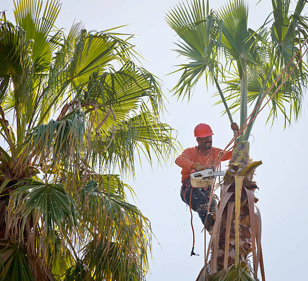 Okolona, MS Tree Services Company