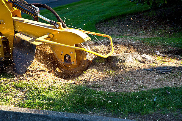 Best Utility Line Clearance  in Okolona, MS