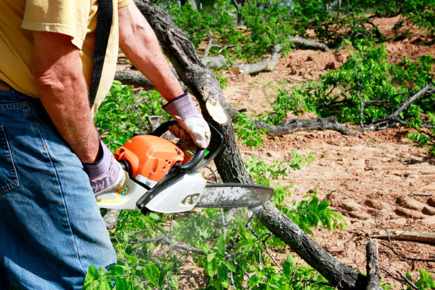 Best Organic Lawn Care Solutions  in Okolona, MS